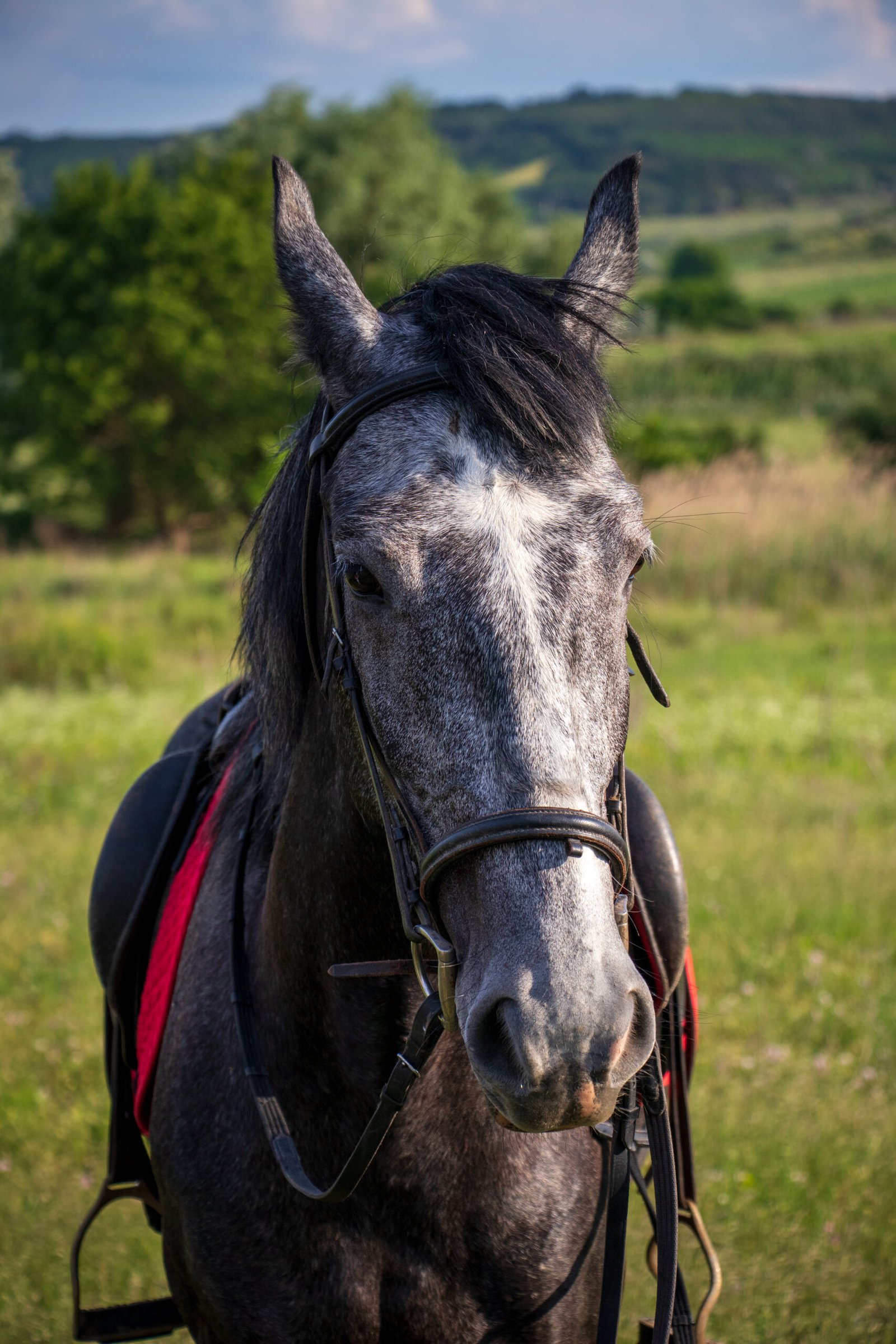 Accueil vertical shot of a gray horse in a field covered in greenery under the sunlight