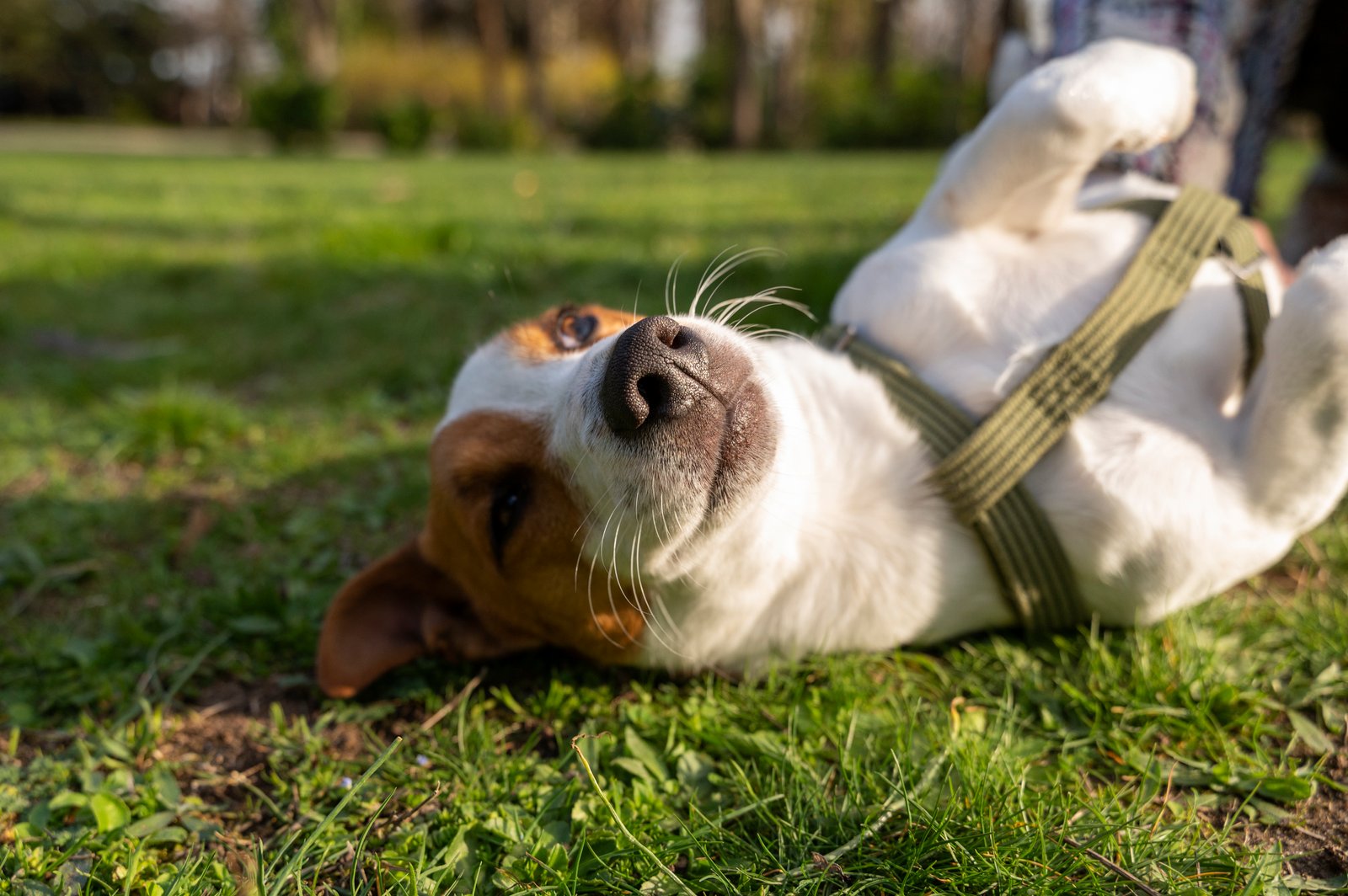 Accueil Vue D Un Chien Mignon Profitant Du Temps Dans La Nature Au Parc