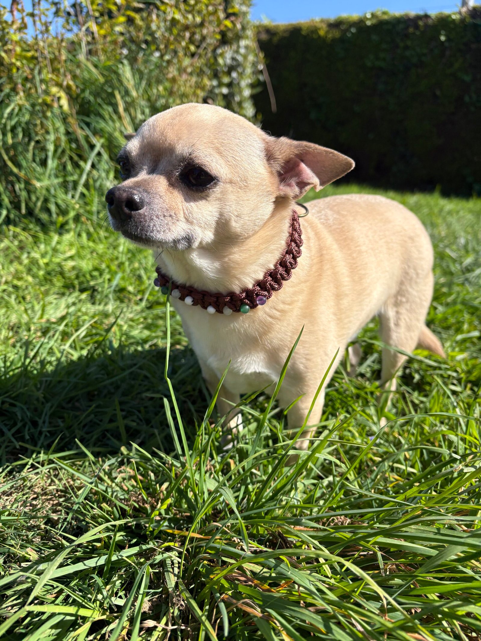 Collier Senior pour chiens agés
